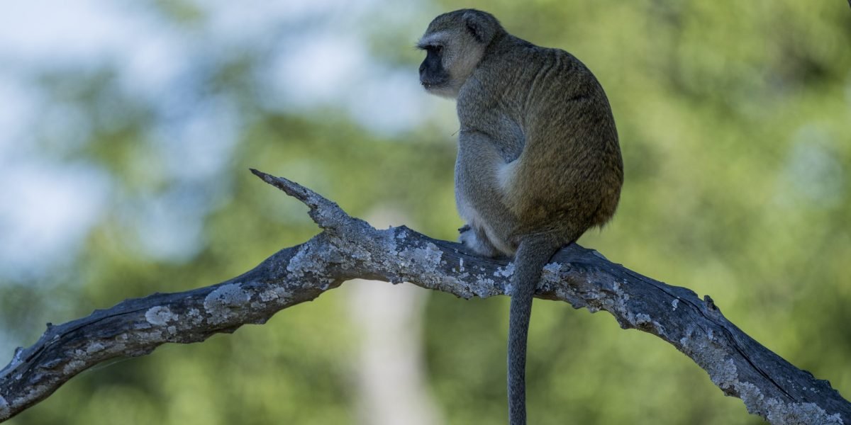 Monkeys Run Wild in St. Louis: AI Jokes Hamper Animal Control's Efforts in Primate Capture