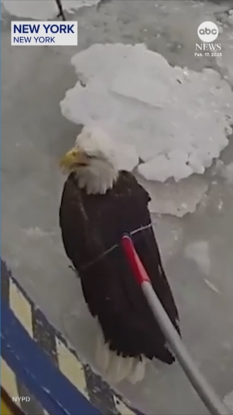 VIDEO: NYPD Saves Bald Eagle from Freezing Hudson River