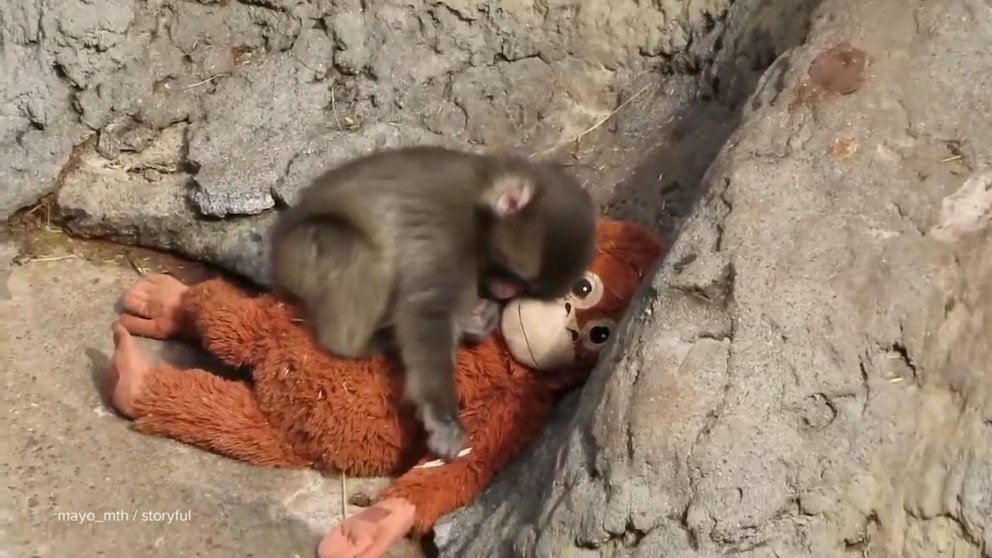 David Muir's Heartwarming Story of Punch the Monkey and His Toy Orangutan Companion