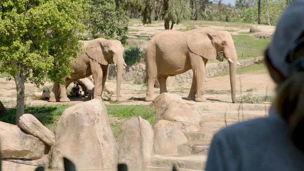 Discover the New Elephant Valley Exhibit at San Diego Zoo with David Muir