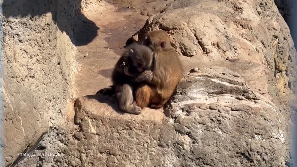 Watch: Adorable Punch the Monkey Cuddles with His 'Girlfriend' – Fans Adore the Moment!