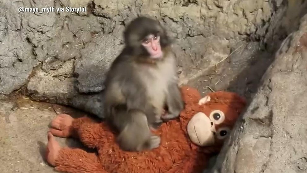 Video: The Beloved Monkey That Melts Hearts Online