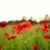 Memorial Day Weekend: A Crucial Indicator of Summer Travel Trends, Insights from PwC