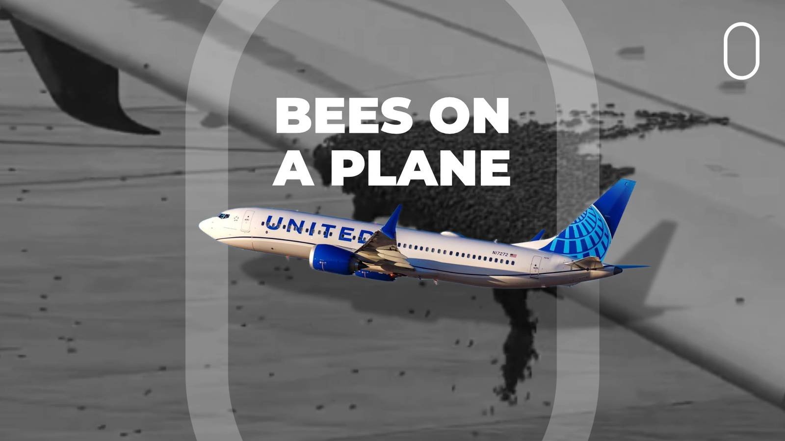 United Airlines Boeing 737 Successfully Takes Off Despite Bee Swarm on Wing